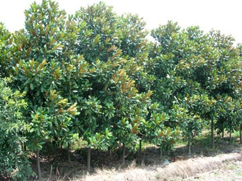 樹(shù)木成活率不高？12招樹(shù)木養(yǎng)護(hù)秘訣，要知曉！