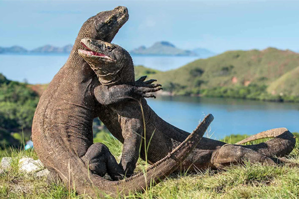  印尼重啟“侏羅紀(jì)公園”項目引爭議