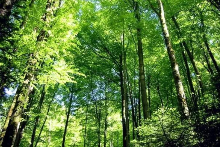 森林經(jīng)營，事關(guān)國家“雙碳”目標(biāo)戰(zhàn)略