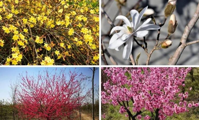 襄陽園林景觀公司分享二月園林養(yǎng)護(hù)要點