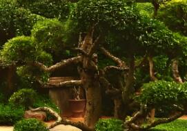 園林植物的形狀通常可分為幾種呢？