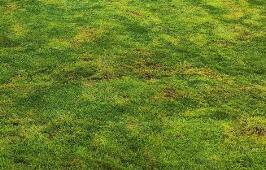 園林綠化養(yǎng)護(hù)的核心原則是什么呢？